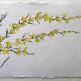 20x28" Forsythia (available)