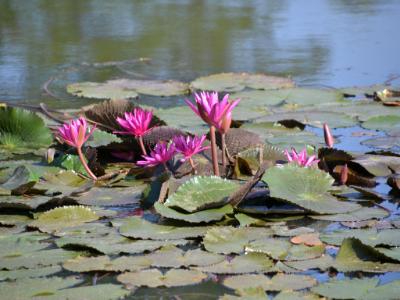 Water Lilies (Cambodia/Angkor Wat)