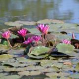Water Lilies (Cambodia/Angkor Wat)