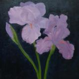 Purple Irises 20"x16" (private collection)