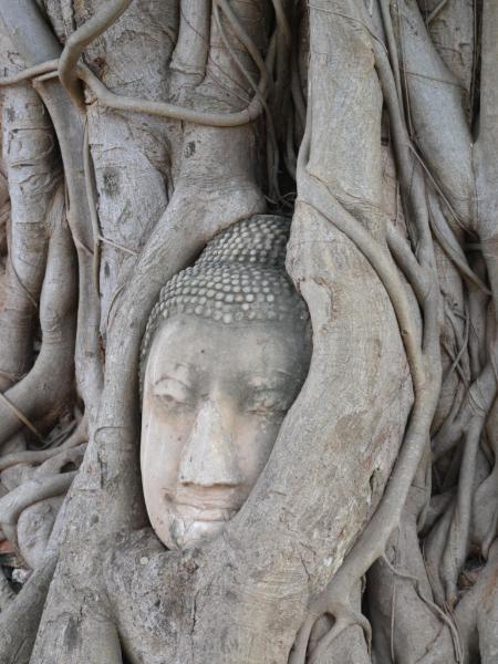 Rooted Buddha, Ayutthaya, Thailand