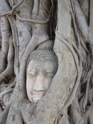 Rooted Buddha, Ayutthaya, Thailand