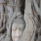 Rooted Buddha, Ayutthaya, Thailand